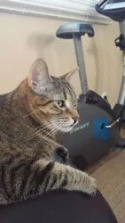 cat_05.jpg
