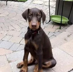 dog_01.jpg