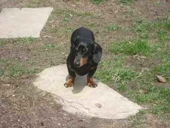 dog_02.jpg