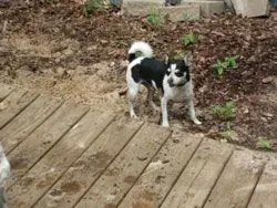 dog_04.jpg